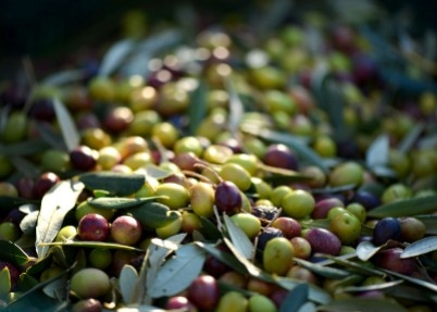 Olive Grossane, joyau de la Vallée des Baux ! 